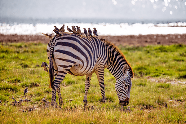 3 Days Amboseli Camping Safaris