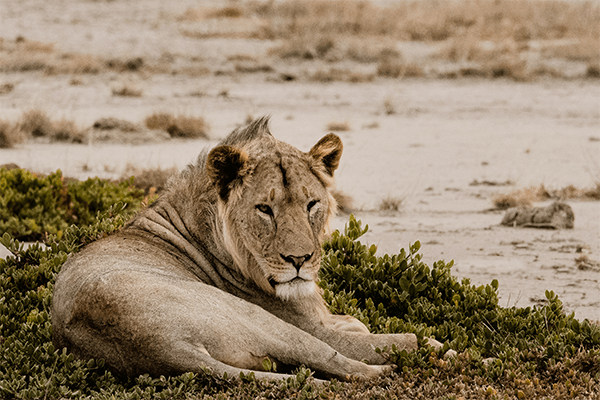 3 Days Amboseli Camping Safaris