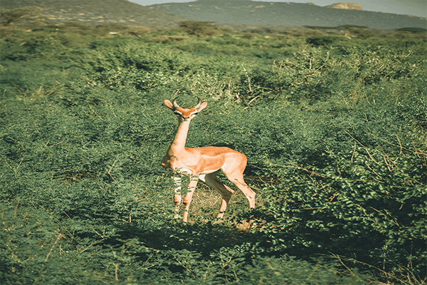3 Days Samburu Game Reserve