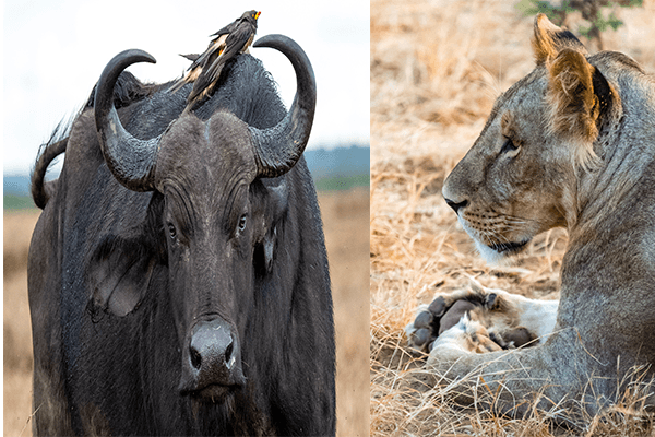 3 Days Samburu Game Reserve