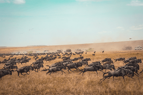 4 Days Mara Wildebeest Migration