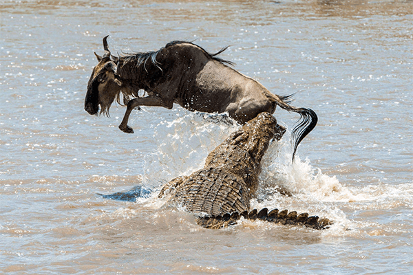 4 Days Mara Wildebeest Migration