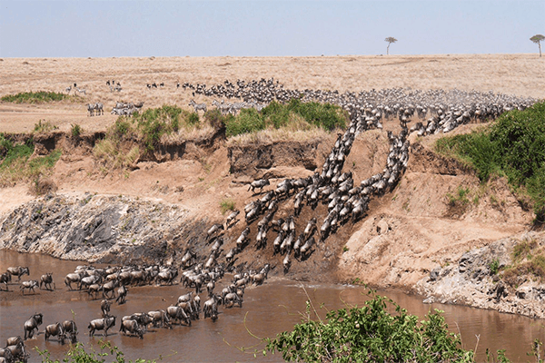 4 Days Mara Wildebeest Migration