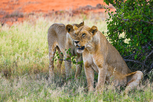 4 Days Tsavo East Amboseli and Tsavo West Tour