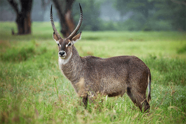 4 Days Tsavo East Amboseli and Tsavo West Tour