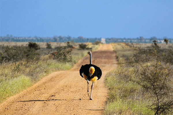 4 Days Tsavo East Amboseli and Tsavo West Tour