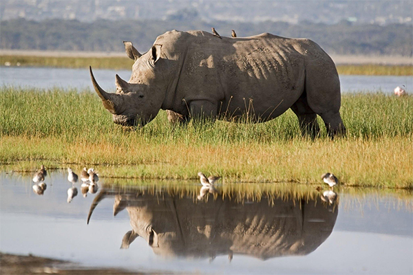 4 Days Maasai Mara and Lake Nakuru Safari