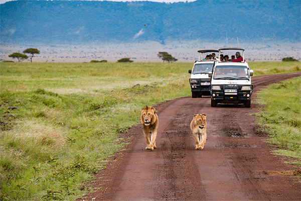 4 Days Maasai Mara and Lake Nakuru Safari