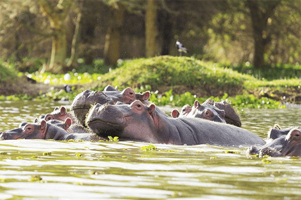 4 Days Maasai Mara and Naivasha