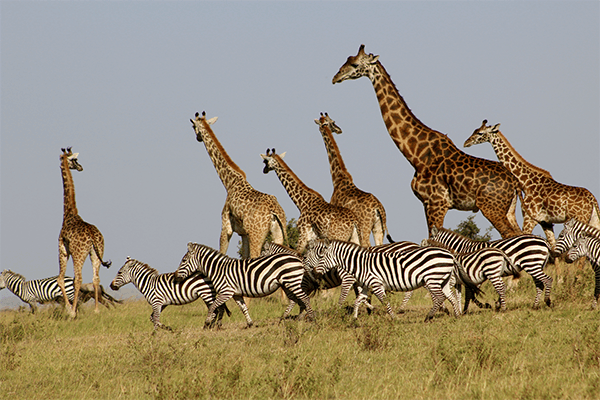 4 Days Maasai Mara and Naivasha