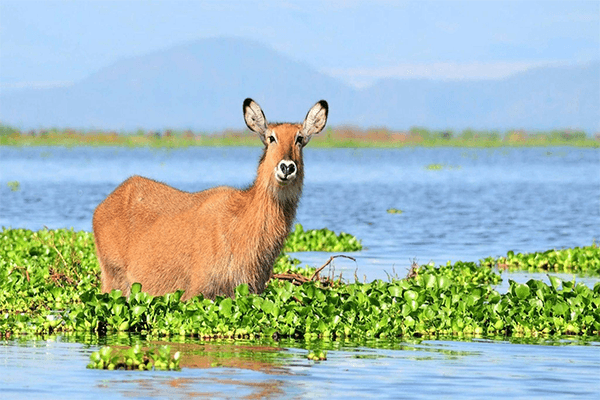 5 Days Maasai Mara Lake Nakuru Lake Naivasha