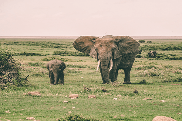 6 Days Masai Mara-Lake Nakuru And Amboseli
