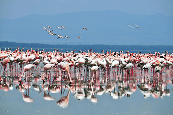 6 Days Masai Mara-Lake Nakuru And Amboseli