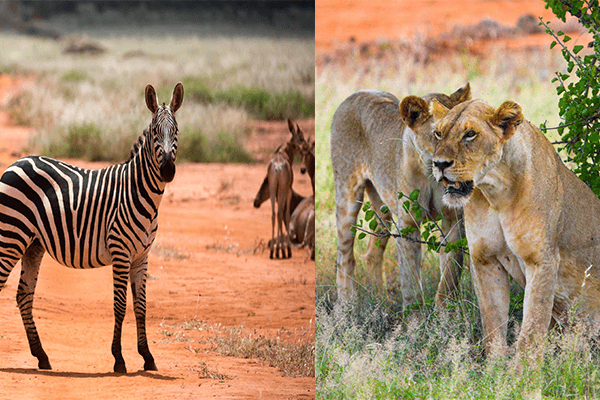 9 Days Masai Mara Lakes Nakuru Naivasha Amboseli and Tsavo