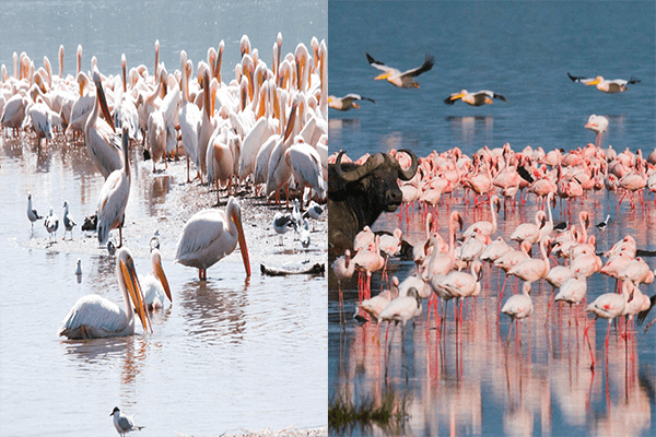 9 Days Masai Mara Lakes Nakuru Naivasha Amboseli and Tsavo