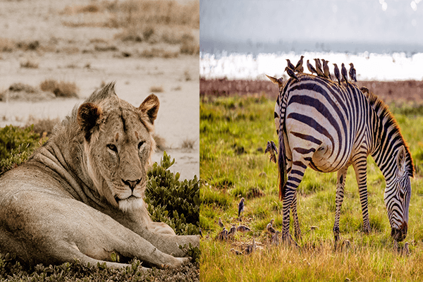 9 Days Masai Mara Lakes Nakuru Naivasha Amboseli and Tsavo