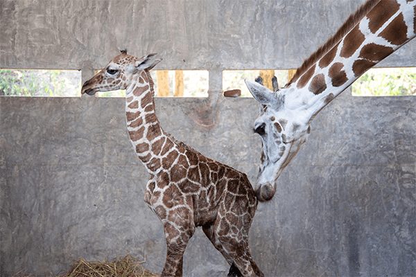 Karen Blixen Museum and Giraffe Center Half Day