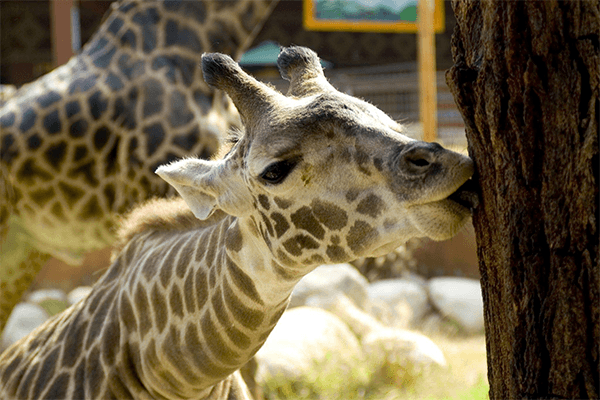 Karen Blixen Museum and Giraffe Center Half Day