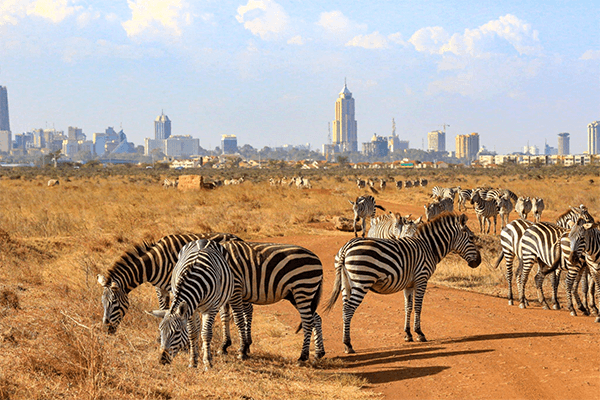 Nairobi National Park Half Day