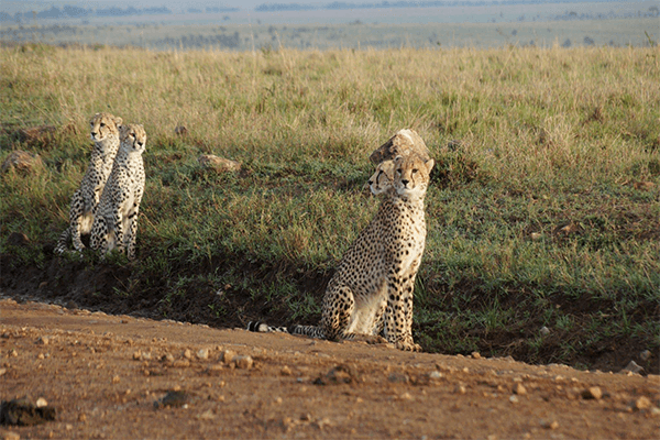 Nairobi National Park Half Day