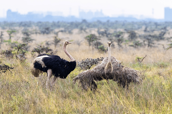 Nairobi National Park Half Day