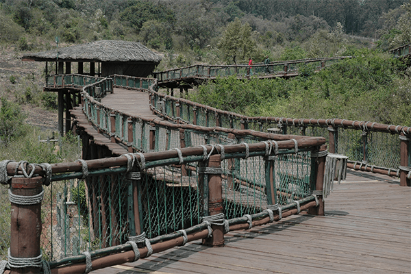 Safari Walk and Animal Orphanage Half Day