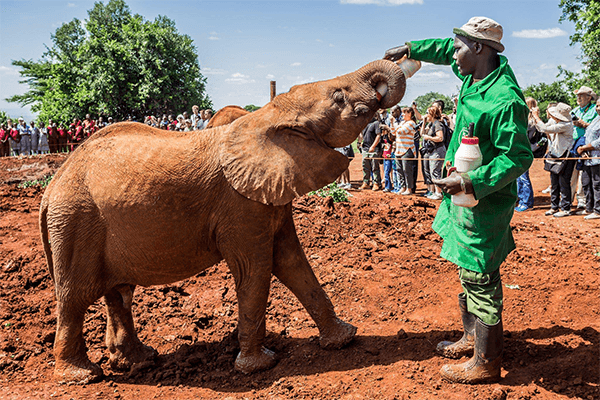 Safari Walk and Animal Orphanage Half Day