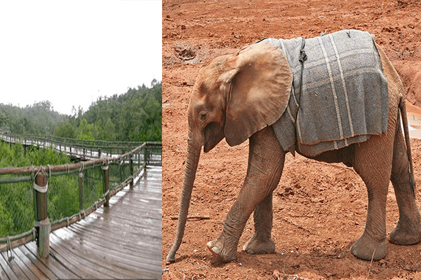 Safari Walk and Animal Orphanage Half Day