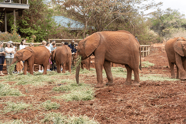 3hrs Sheldrick Orphanage Baby Elephants