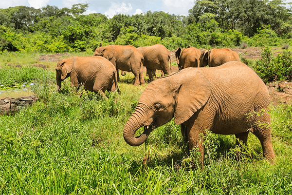 3hrs Sheldrick Orphanage Baby Elephants