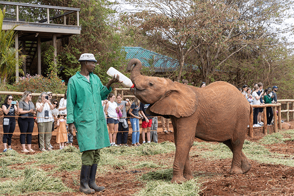 3hrs Sheldrick Orphanage Baby Elephants