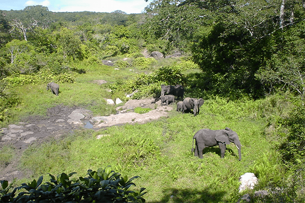 Shimba Hills National Reserve 1 Day safari