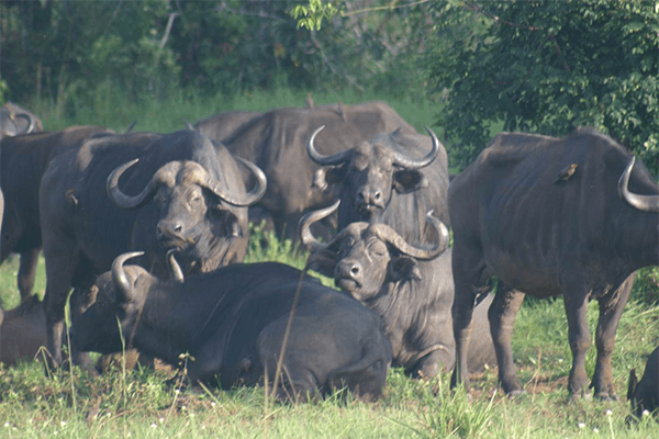 Shimba Hills National Reserve 1 Day safari