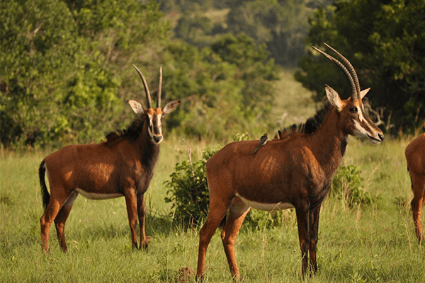 Shimba Hills National Reserve 1 Day safari