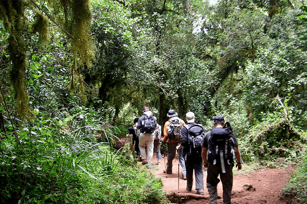 6 Days Mt Kilimanjaro Trekking Marangu Route