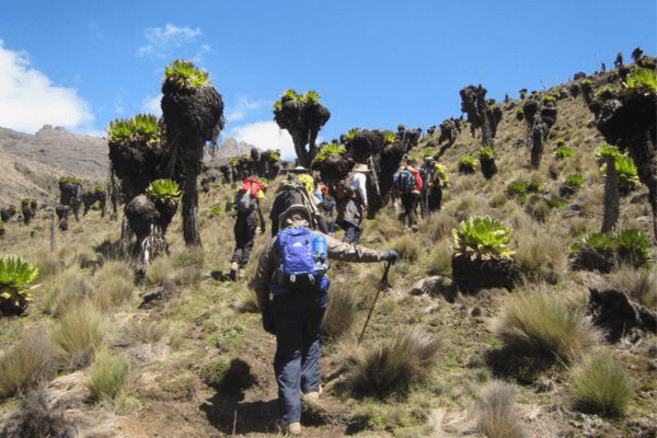 4 Days Mt Kenya Trekking Sirimon out Chogoria route