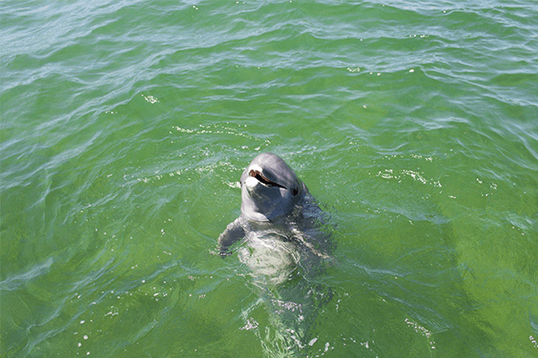 1 Day Wasini Dolphin Encounter Safari