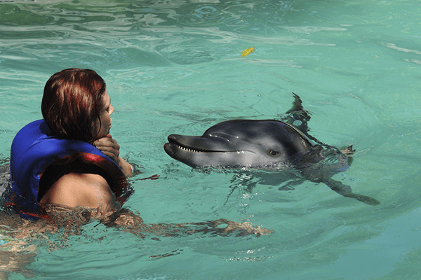 1 Day Wasini Dolphin Encounter Safari