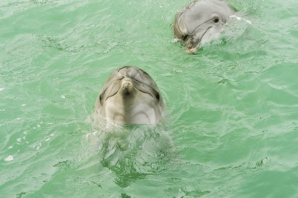 1 Day Wasini Dolphin Encounter Safari