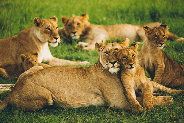 3 Days Maasai Mara Group Joining Safari