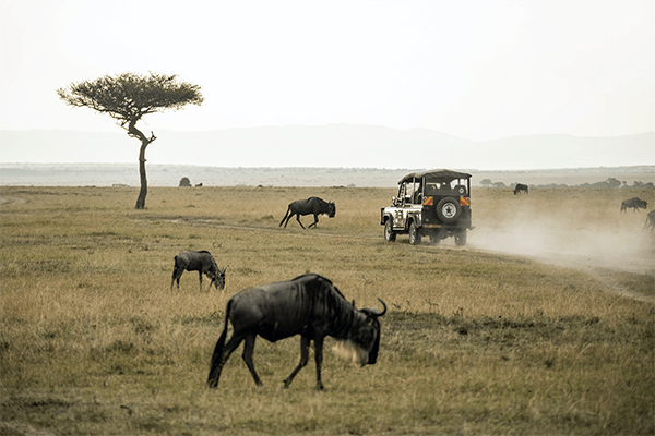 3 Days Maasai Mara Group Joining Safari