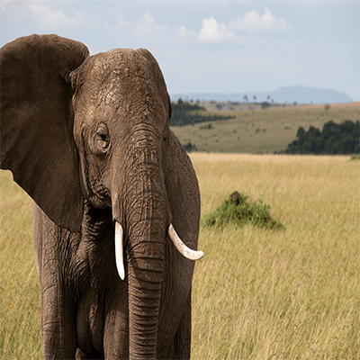 3 days Maasai Mara