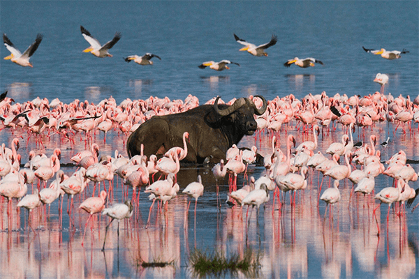 6 Days Aberdares, L. Nakuru, L. Naivasha and Maasai Mara