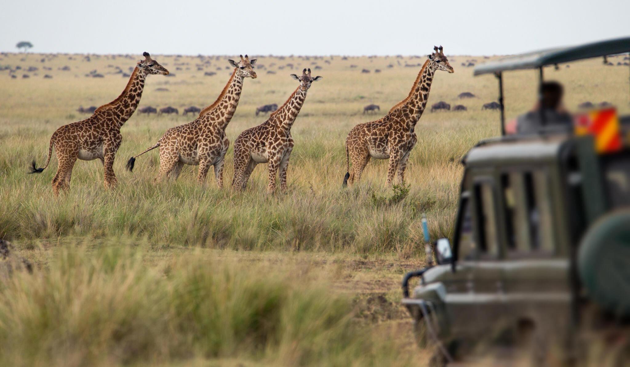 4 Days Manyara, Serengeti, Ngorongoro Exploration