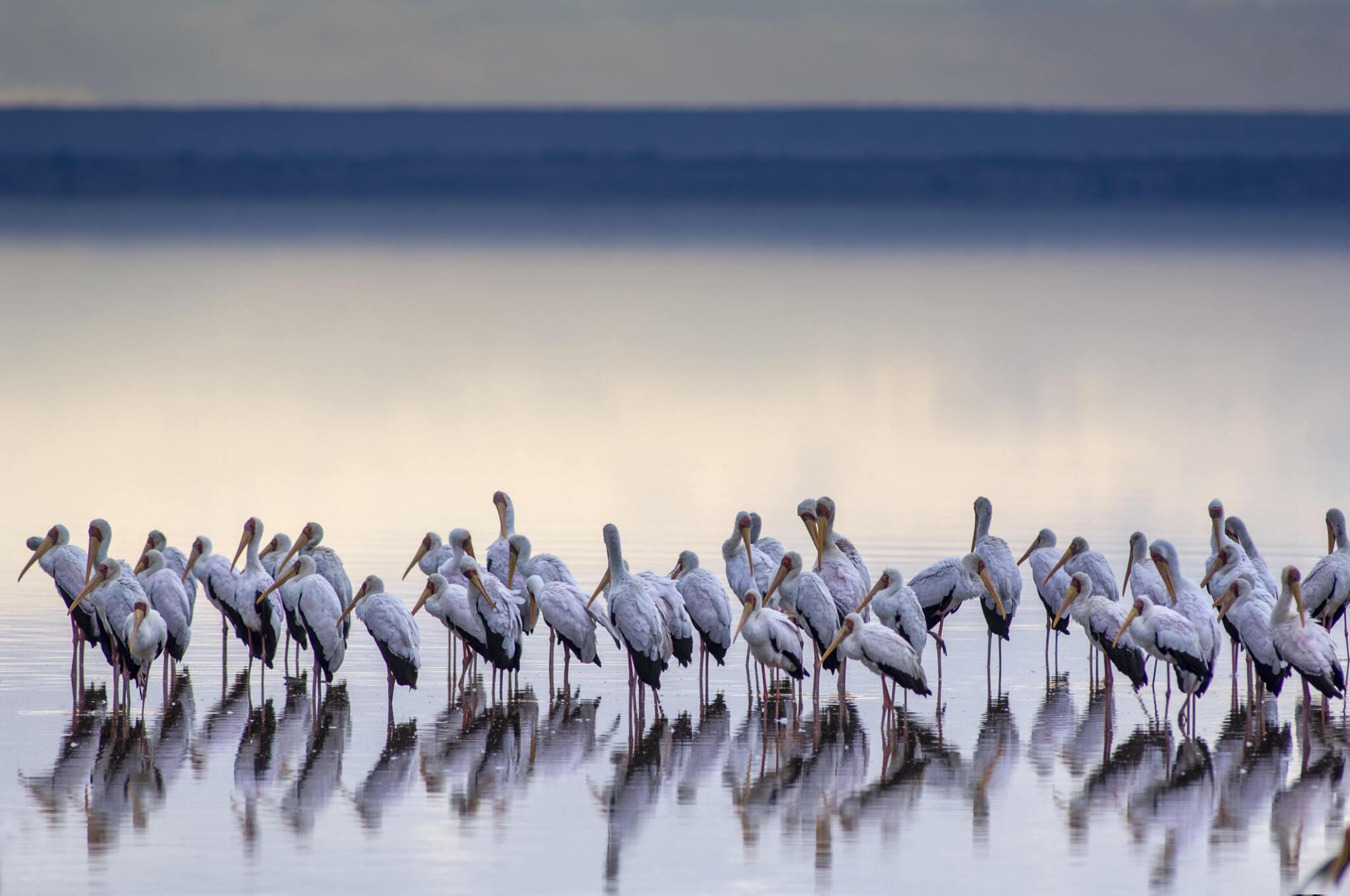 4 Days Manyara, Serengeti, Ngorongoro Exploration